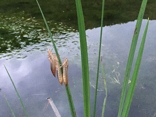 IMG_0261.jpg