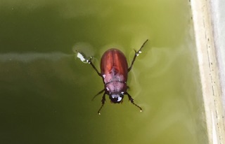 IMG_0288.jpg