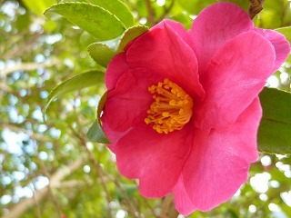 P1260731.jpg