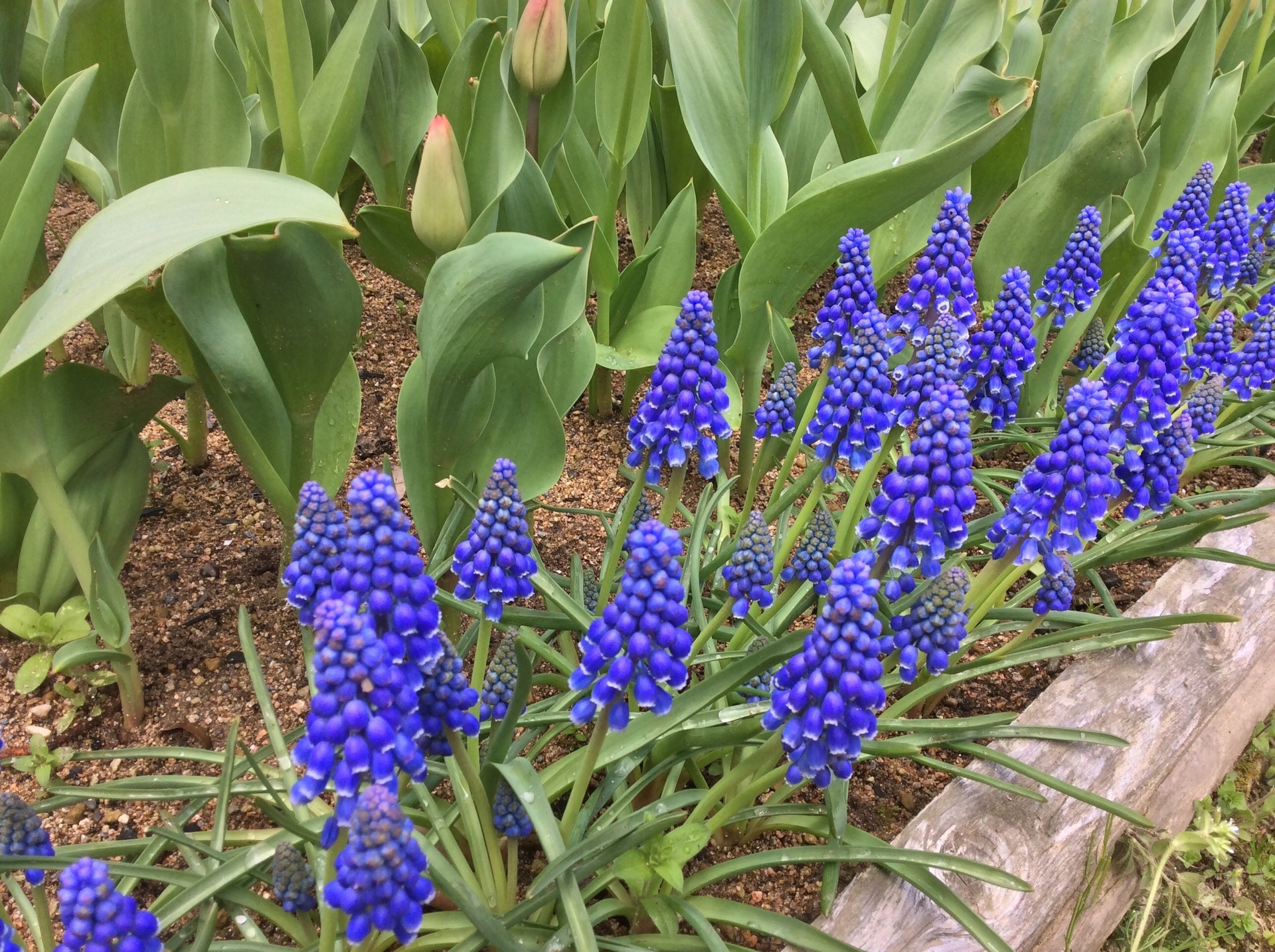 青い小さな花が集まって 自然で遊ぼ